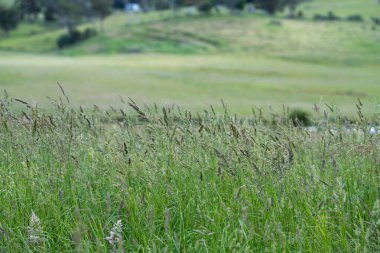 Yenilenebilir bir çiftlikte sürdürülebilir gıda üretiminde büyüyen tarım ürünleri, çayırlar ve otlar. Yerli bitkiler akşam karanlığında karbon depoluyorlar. Avustralya 'da baharda tarım arazisi