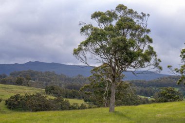 Yenilenebilir bir çiftlikte sürdürülebilir gıda üretiminde büyüyen tarım ürünleri, çayırlar ve otlar. Yerli bitkiler akşam karanlığında karbon depoluyorlar. Avustralya 'da baharda tarım arazisi