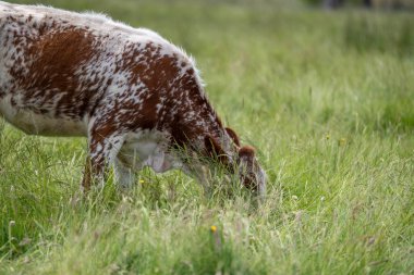 İngiltere 'de bir çiftlikte sığır eti. Baharda çayırda otlayan İngiliz sığırları. Sürdürülebilir bir tarım çiftliğinin otlağında büyüyen yeşil çimenler.