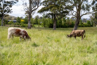 İngiltere 'de bir çiftlikte sığır eti. Baharda çayırda otlayan İngiliz sığırları. Sürdürülebilir bir tarım çiftliğinin otlağında büyüyen yeşil çimenler.