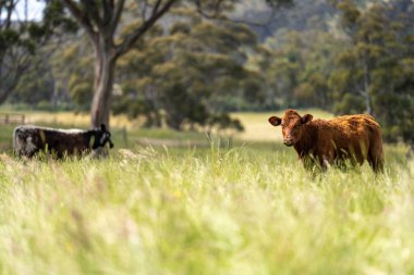 İngiltere 'de bir çiftlikte sığır eti. Baharda çayırda otlayan İngiliz sığırları. Sürdürülebilir bir tarım çiftliğinin otlağında büyüyen yeşil çimenler.