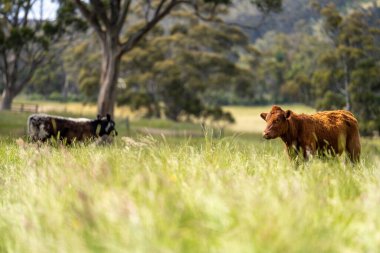 Yenilenebilir bir çiftlikte sürdürülebilir gıda üretiminde büyüyen tarım ürünleri, çayırlar ve otlar. Yerli bitkiler akşam karanlığında karbon depoluyorlar. Avustralya 'da baharda tarım arazisi