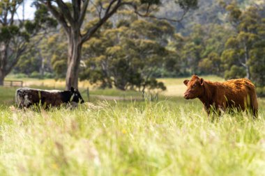 Avustralya 'daki güzel sığırlar ot yer, otlakta otlarlar. Tarımsal bir çiftlikte yetiştirilen sığır sürüsü. Yazın sürdürülebilir tarım