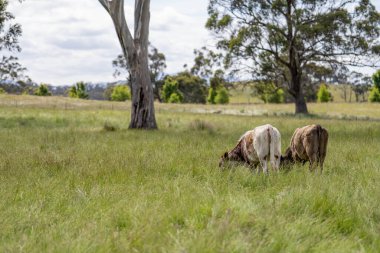 Avustralya 'daki güzel sığırlar ot yer, otlakta otlarlar. Tarımsal bir çiftlikte yetiştirilen sığır sürüsü. Yazın sürdürülebilir tarım