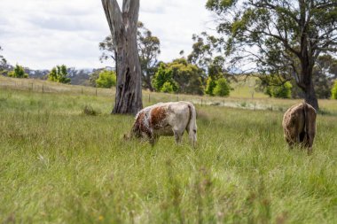 İngiltere 'de bir çiftlikte sığır eti. Baharda çayırda otlayan İngiliz sığırları. Sürdürülebilir bir tarım çiftliğinin otlağında büyüyen yeşil çimenler.