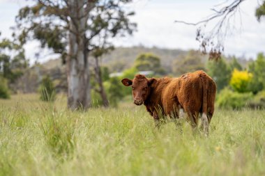 Avustralya 'daki güzel sığırlar ot yer, otlakta otlarlar. Tarımsal bir çiftlikte yetiştirilen sığır sürüsü. Yazın sürdürülebilir tarım