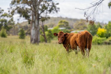 İngiltere 'de bir çiftlikte sığır eti. Baharda çayırda otlayan İngiliz sığırları. Sürdürülebilir bir tarım çiftliğinin otlağında büyüyen yeşil çimenler.