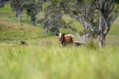 Yenilenebilir bir çiftlikte sürdürülebilir gıda üretiminde büyüyen tarım ürünleri, çayırlar ve otlar. Yerli bitkiler akşam karanlığında karbon depoluyorlar. Avustralya 'da baharda tarım arazisi