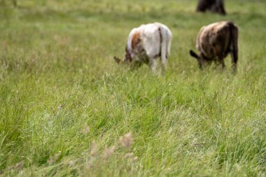 İngiltere 'de bir çiftlikte sığır eti. Baharda çayırda otlayan İngiliz sığırları. Sürdürülebilir bir tarım çiftliğinin otlağında büyüyen yeşil çimenler.