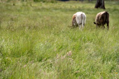 İngiltere 'de bir çiftlikte sığır eti. Baharda çayırda otlayan İngiliz sığırları. Sürdürülebilir bir tarım çiftliğinin otlağında büyüyen yeşil çimenler.