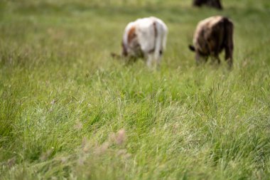 İngiltere 'de bir çiftlikte sığır eti. Baharda çayırda otlayan İngiliz sığırları. Sürdürülebilir bir tarım çiftliğinin otlağında büyüyen yeşil çimenler.