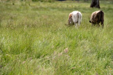 Avustralya 'daki güzel sığırlar ot yer, otlakta otlarlar. Tarımsal bir çiftlikte yetiştirilen sığır sürüsü. Yazın sürdürülebilir tarım