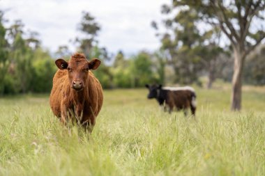 İngiltere 'de bir çiftlikte sığır eti. Baharda çayırda otlayan İngiliz sığırları. Sürdürülebilir bir tarım çiftliğinin otlağında büyüyen yeşil çimenler.