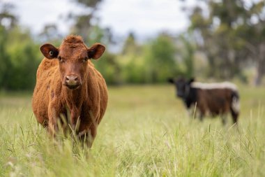 Avustralya 'daki güzel sığırlar ot yer, otlakta otlarlar. Tarımsal bir çiftlikte yetiştirilen sığır sürüsü. Yazın sürdürülebilir tarım