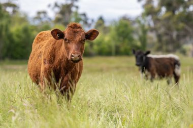 İngiltere 'de bir çiftlikte sığır eti. Baharda çayırda otlayan İngiliz sığırları. Sürdürülebilir bir tarım çiftliğinin otlağında büyüyen yeşil çimenler.