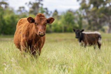 Avustralya 'daki güzel sığırlar ot yer, otlakta otlarlar. Tarımsal bir çiftlikte yetiştirilen sığır sürüsü. Yazın sürdürülebilir tarım