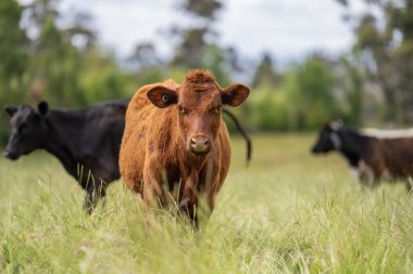 İngiltere 'de bir çiftlikte sığır eti. Baharda çayırda otlayan İngiliz sığırları. Sürdürülebilir bir tarım çiftliğinin otlağında büyüyen yeşil çimenler.