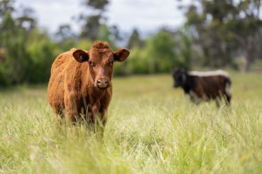 Avustralya 'daki güzel sığırlar ot yer, otlakta otlarlar. Tarımsal bir çiftlikte yetiştirilen sığır sürüsü. Yazın sürdürülebilir tarım