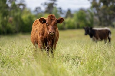 Avustralya 'daki güzel sığırlar ot yer, otlakta otlarlar. Tarımsal bir çiftlikte yetiştirilen sığır sürüsü. Yazın sürdürülebilir tarım
