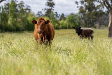 Avustralya 'daki güzel sığırlar ot yer, otlakta otlarlar. Tarımsal bir çiftlikte yetiştirilen sığır sürüsü. Yazın sürdürülebilir tarım