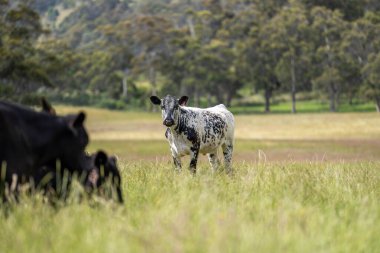 Avustralya 'daki güzel sığırlar ot yer, otlakta otlarlar. Tarımsal bir çiftlikte yetiştirilen sığır sürüsü. Yazın sürdürülebilir tarım