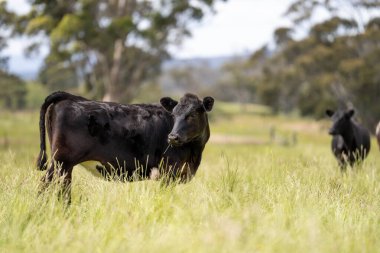 İngiltere 'de bir çiftlikte sığır eti. Baharda çayırda otlayan İngiliz sığırları. Sürdürülebilir bir tarım çiftliğinin otlağında büyüyen yeşil çimenler.