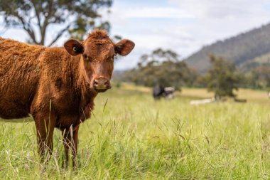 İngiltere 'de bir çiftlikte sığır eti. Baharda çayırda otlayan İngiliz sığırları. Sürdürülebilir bir tarım çiftliğinin otlağında büyüyen yeşil çimenler.