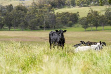 Avustralya 'daki güzel sığırlar ot yer, otlakta otlarlar. Tarımsal bir çiftlikte yetiştirilen sığır sürüsü. Yazın sürdürülebilir tarım