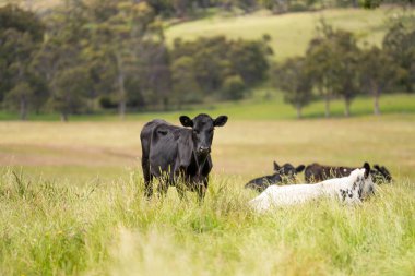 İngiltere 'de bir çiftlikte sığır eti. Baharda çayırda otlayan İngiliz sığırları. Sürdürülebilir bir tarım çiftliğinin otlağında büyüyen yeşil çimenler.