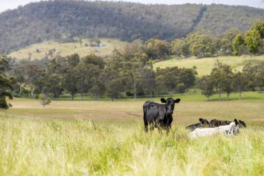 Avustralya 'daki güzel sığırlar ot yer, otlakta otlarlar. Tarımsal bir çiftlikte yetiştirilen sığır sürüsü. Yazın sürdürülebilir tarım