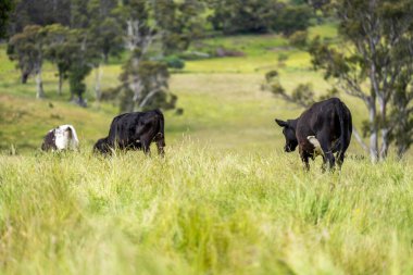 Avustralya 'daki güzel sığırlar ot yer, otlakta otlarlar. Tarımsal bir çiftlikte yetiştirilen sığır sürüsü. Yazın sürdürülebilir tarım