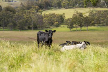 İngiltere 'de bir çiftlikte sığır eti. Baharda çayırda otlayan İngiliz sığırları. Sürdürülebilir bir tarım çiftliğinin otlağında büyüyen yeşil çimenler.