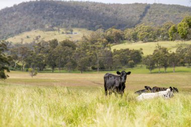İngiltere 'de bir çiftlikte sığır eti. Baharda çayırda otlayan İngiliz sığırları. Sürdürülebilir bir tarım çiftliğinin otlağında büyüyen yeşil çimenler.
