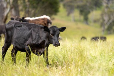 İngiltere 'de bir çiftlikte sığır eti. Baharda çayırda otlayan İngiliz sığırları. Sürdürülebilir bir tarım çiftliğinin otlağında büyüyen yeşil çimenler.