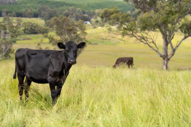İngiltere 'de bir çiftlikte sığır eti. Baharda çayırda otlayan İngiliz sığırları. Sürdürülebilir bir tarım çiftliğinin otlağında büyüyen yeşil çimenler.