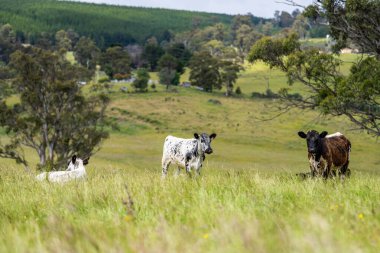 İngiltere 'de bir çiftlikte sığır eti. Baharda çayırda otlayan İngiliz sığırları. Sürdürülebilir bir tarım çiftliğinin otlağında büyüyen yeşil çimenler.