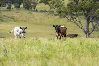 İngiltere 'de bir çiftlikte sığır eti. Baharda çayırda otlayan İngiliz sığırları. Sürdürülebilir bir tarım çiftliğinin otlağında büyüyen yeşil çimenler.