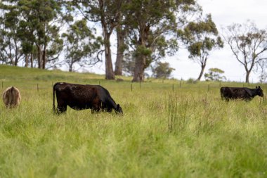 Avustralya 'daki güzel sığırlar ot yer, otlakta otlarlar. Tarımsal bir çiftlikte yetiştirilen sığır sürüsü. Yazın sürdürülebilir tarım