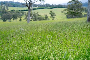 Yenilenebilir bir çiftlikte sürdürülebilir gıda üretiminde büyüyen tarım ürünleri, çayırlar ve otlar. Yerli bitkiler akşam karanlığında karbon depoluyorlar. Avustralya 'da baharda tarım arazisi