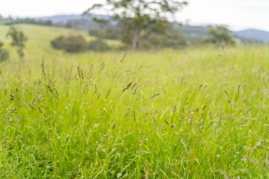 Yenilenebilir bir çiftlikte sürdürülebilir gıda üretiminde büyüyen tarım ürünleri, çayırlar ve otlar. Yerli bitkiler akşam karanlığında karbon depoluyorlar. Avustralya 'da baharda tarım arazisi