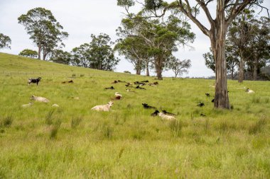 İngiltere 'de bir çiftlikte sığır eti. Baharda çayırda otlayan İngiliz sığırları. Sürdürülebilir bir tarım çiftliğinin otlağında büyüyen yeşil çimenler.