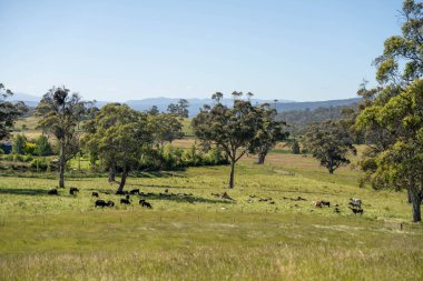 Avustralya 'daki güzel sığırlar ot yer, otlakta otlarlar. Tarımsal bir çiftlikte yetiştirilen sığır sürüsü. Yazın sürdürülebilir tarım