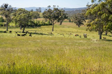 Avustralya 'daki güzel sığırlar ot yer, otlakta otlarlar. Tarımsal bir çiftlikte yetiştirilen sığır sürüsü. Yazın sürdürülebilir tarım