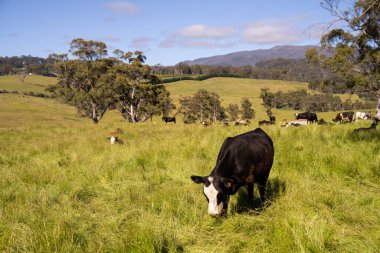 Avustralya 'daki güzel sığırlar ot yer, otlakta otlarlar. Tarımsal bir çiftlikte yetiştirilen sığır sürüsü. Yazın sürdürülebilir tarım