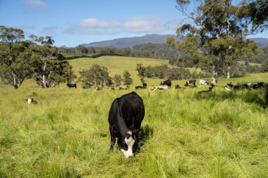 İngiltere 'de bir çiftlikte sığır eti. Baharda çayırda otlayan İngiliz sığırları. Sürdürülebilir bir tarım çiftliğinin otlağında büyüyen yeşil çimenler.