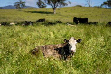 Avustralya 'daki güzel sığırlar ot yer, otlakta otlarlar. Tarımsal bir çiftlikte yetiştirilen sığır sürüsü. Yazın sürdürülebilir tarım