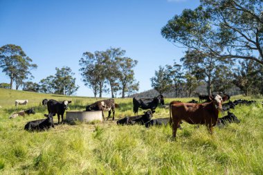 Angus yuvarlak bir yalaktan su içen ineği sakinleştirir. Yazın Avustralya 'da bir sığır çiftliğindeki bir tarlada çiftlik hayvanları için su yalağı.