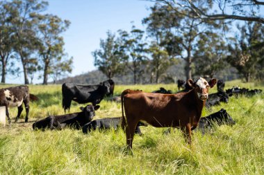 Avustralya 'daki güzel sığırlar ot yer, otlakta otlarlar. Tarımsal bir çiftlikte yetiştirilen sığır sürüsü. Yazın sürdürülebilir tarım