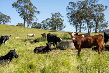 İngiltere 'de bir çiftlikte sığır eti. Baharda çayırda otlayan İngiliz sığırları. Sürdürülebilir bir tarım çiftliğinin otlağında büyüyen yeşil çimenler.