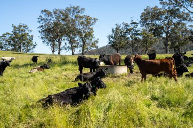 İngiltere 'de bir çiftlikte sığır eti. Baharda çayırda otlayan İngiliz sığırları. Sürdürülebilir bir tarım çiftliğinin otlağında büyüyen yeşil çimenler.